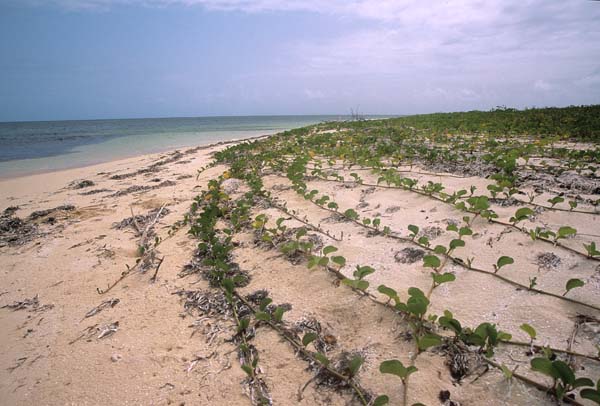 Antigua&Barbuda069