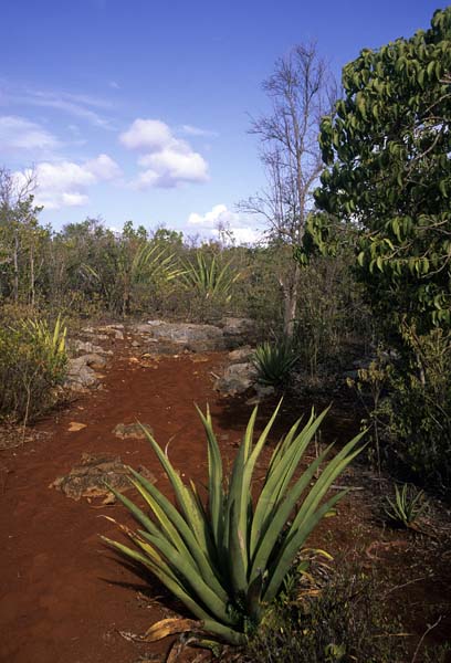 Antigua&Barbuda084