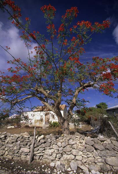 Antigua&Barbuda115