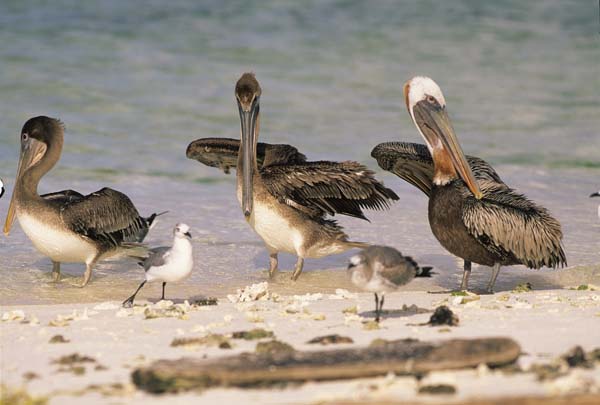 LosRoques109