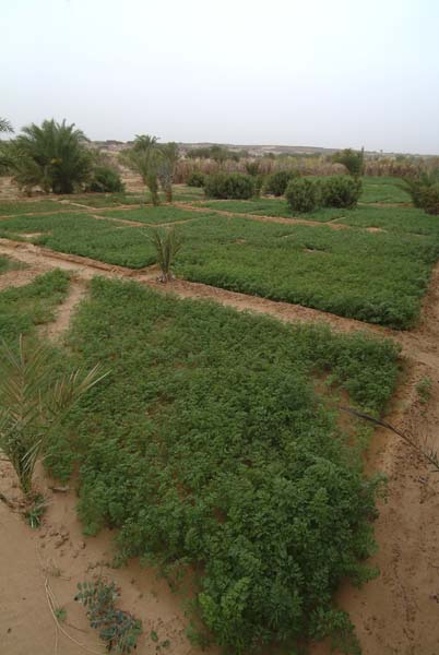 Aoujeft_Mauritania57