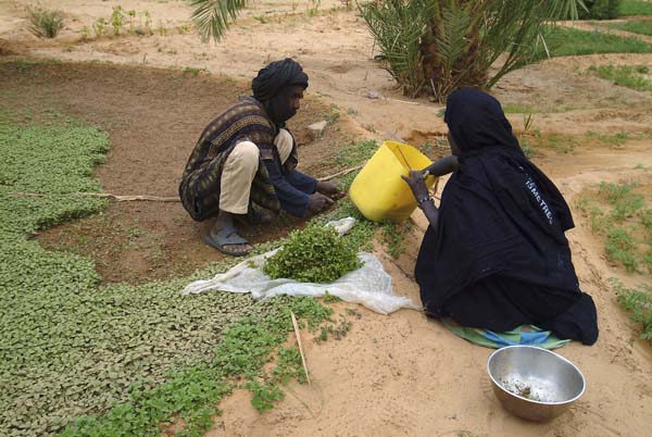 Aoujeft_Mauritania58