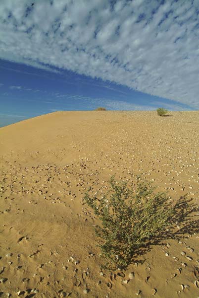 Bancd'ArguinMauritania002