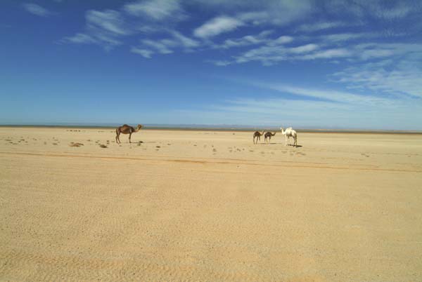 Bancd'ArguinMauritania017