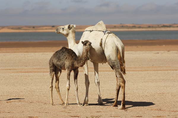 Bancd'ArguinMauritania048