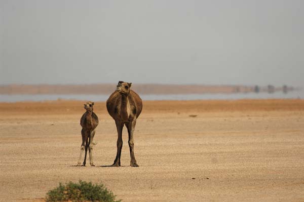 Bancd'ArguinMauritania049