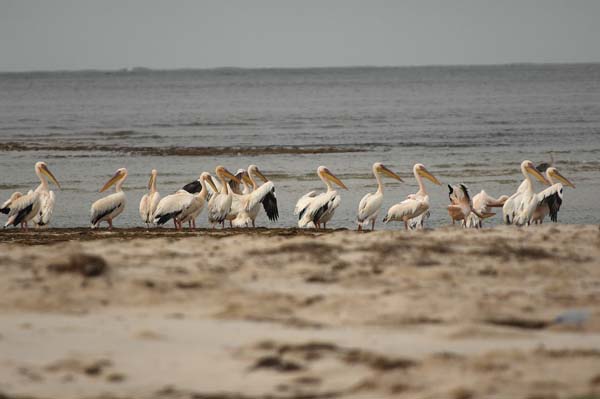 Bancd'ArguinMauritania068