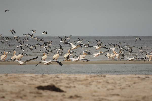 Bancd'ArguinMauritania069