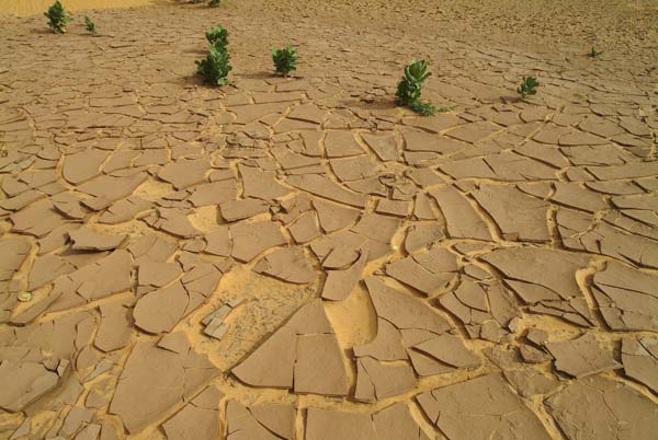 IbiElAbiod_Mauritania06