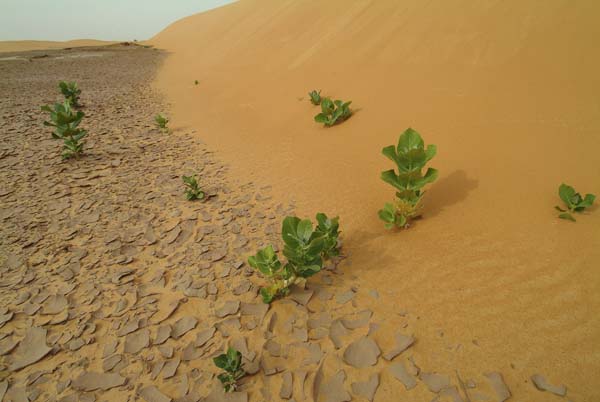 IbiElAbiod_Mauritania07